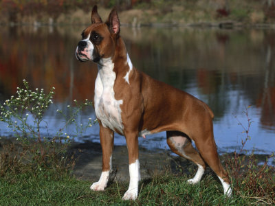 Boxer Dog