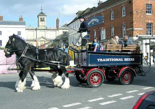 Dray Horses