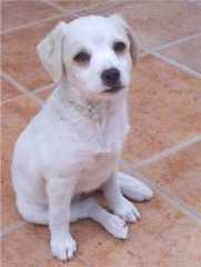 Jack Russell Puppy